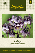 Akleja 'William Guinness' har spektakulära, purpursvarta blommor.