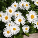 Alpaster 'Albus', enkla, små, rent vita blommor med gul mitt. Tuvbildande växtsätt med lansettformade blad.