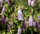 Prickklocka ''Rubriflora'', Magnifik perenn med stora, hängande, ljust purpurvioletta klockor 