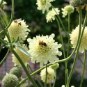 Jättevädd med citrongula blombollar, ca 5-7 cm på stadiga, grenande stjälkar. 