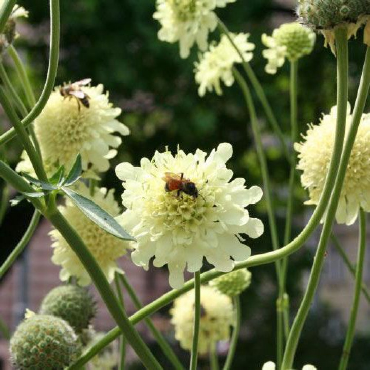 Jättevädd med citrongula blombollar, ca 5-7 cm på stadiga, grenande stjälkar. 