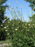 Jättevädd med citrongula blombollar, ca 5-7 cm på stadiga, grenande stjälkar. 