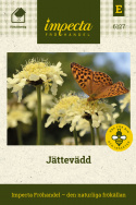 Jättevädd med citrongula blombollar, ca 5-7 cm på stadiga, grenande stjälkar. 