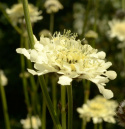 Jättevädd med citrongula blombollar, ca 5-7 cm på stadiga, grenande stjälkar. 