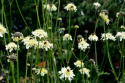 Jättevädd med citrongula blombollar, ca 5-7 cm på stadiga, grenande stjälkar. 