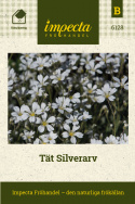 Tät Silverarv, Mattbildande art med silvervitt bladverk och vita stjärnblommor. 