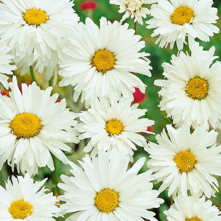 Jätteprästkrage Exhibition Vita, halv- till heldubbla blommor med gul mitt. 
