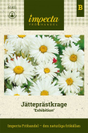Jätteprästkrage Exhibition Vita, halv- till heldubbla blommor med gul mitt. 