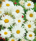 Jätteprästkrage Exhibition Vita, halv- till heldubbla blommor med gul mitt. 