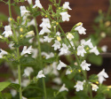 Stenkyndel 'Marvelette White' små vita blommor på buskiga stänger