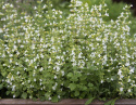 Stenkyndel 'Marvelette White' små vita blommor på buskiga stänger