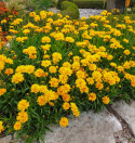 Flicköga ''Early Sunrise'' Dubbla, täta, guldgula blommor