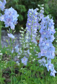 Trädgårdsriddarsporre F1 'Guardian Lavender'