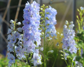 Trädgårdsriddarsporre F1 'Guardian Lavender'