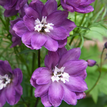 Trädgårdsriddarsporre 'Magic Fountains Lilac White Bee'