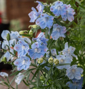 Kinesisk Riddarsporre 'Summer Blues', himmelsblå, enkla blommor i toppställda samlingar över bladverket. Rikblommande.