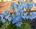 Kinesisk Riddarsporre 'Summer Blues', himmelsblå, enkla blommor i toppställda samlingar över bladverket. Rikblommande.