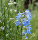 Kinesisk Riddarsporre 'Summer Blues', himmelsblå, enkla blommor i toppställda samlingar över bladverket. Rikblommande.
