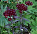 Borstnejlika 'Onyx' Doftande, svartröda blommor, mörkt grönsvarta blad