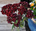 Borstnejlika 'Onyx' Doftande, svartröda blommor, mörkt grönsvarta blad