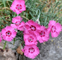 Stor Bergnejlika 'Grandiflorus'. Blågröna blad. Doftande, skära blommor.