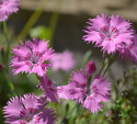 Stor Bergnejlika 'Grandiflorus'. Blågröna blad. Doftande, skära blommor.