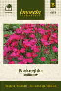Backnejlika 'Brilliancy', Tätt mattbildande med stora, ceriseröda blommor.
