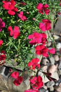 Backnejlika 'Brilliancy', Tätt mattbildande med stora, ceriseröda blommor.