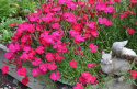 Backnejlika 'Brilliancy', Tätt mattbildande med stora, ceriseröda blommor.