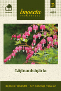 Löjtnantshjärta, gammal, välkänd perenn med rader av hängande, rosaröda hjärtan.