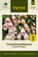 Fingerborgsblomma 'Apricot Delight', Utsökt inslag i den romantiska rabatten och i större blomsterarrangemang. 