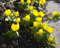 Vintergäck, Tidigblommande i skarpt gul färg. Marktäckande