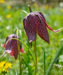 Kungsängslilja, Hängande klockblommor, fint schackmönstrade i purpur.