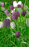 Kungsängslilja, Hängande klockblommor, fint schackmönstrade i purpur.