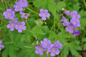 Ängsnäva, Blåvioletta, 3-4 cm stora, öppna blommor med ljust rosavita nerver.