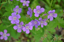 Ängsnäva, Blåvioletta, 3-4 cm stora, öppna blommor med ljust rosavita nerver.
