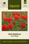 Röd Nejlikrot 'Red Dragon', Varmt klarröda, halv- till heldubbla blommor på höga, grenande stjälkar.