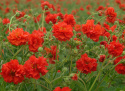 Röd Nejlikrot 'Red Dragon', Varmt klarröda, halv- till heldubbla blommor på höga, grenande stjälkar.