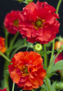 Röd Nejlikrot 'Red Dragon', Varmt klarröda, halv- till heldubbla blommor på höga, grenande stjälkar.