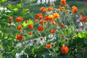 Röd Nejlikrot 'Borisii', Skarpt orangeröda blommor. Tätt, tuvbildande bladverk.