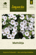 Mattslöja, Lågväxande släkting till brudslöja. Vita blommor med mörkrosa ådring.