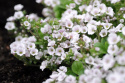 Mattslöja, Lågväxande släkting till brudslöja. Vita blommor med mörkrosa ådring.