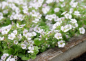 Mattslöja, Lågväxande släkting till brudslöja. Vita blommor med mörkrosa ådring.
