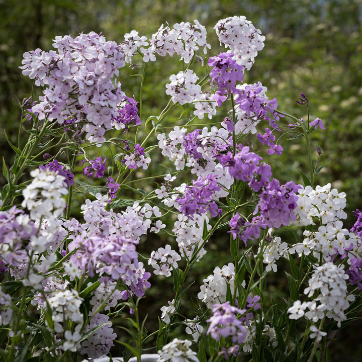 Trädgårdsnattviol, Omtyckt mormorsblomma med stora blomställningar i rosaviolett