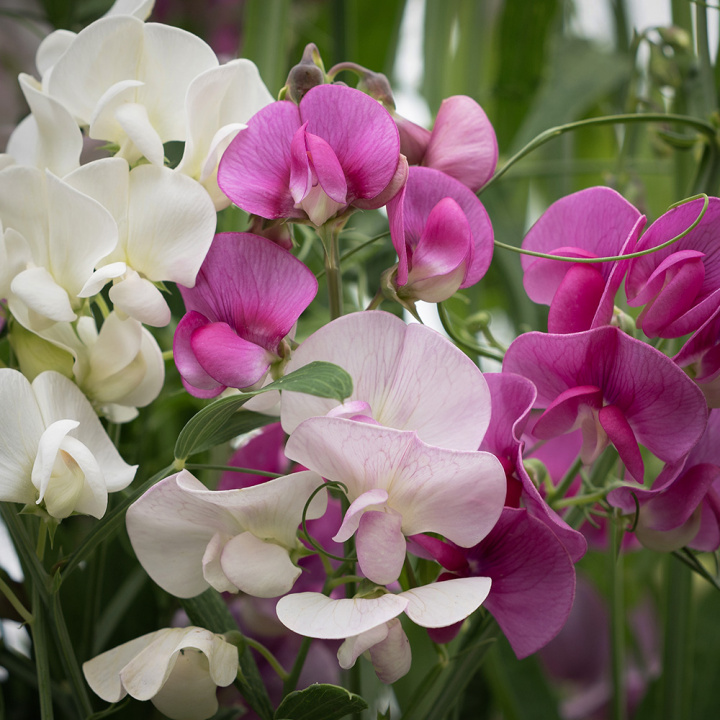 Rosenvial med Klängande. Vaxlika, röda, rosa och vita blommor i klasar.