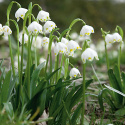 Snöklocka, Vita, hängande klockor med gulgröna kantfläckar och bandlika blad. 