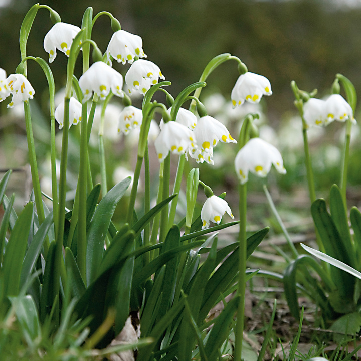 Snöklocka, Vita, hängande klockor med gulgröna kantfläckar och bandlika blad. 