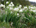 Snöklocka, Vita, hängande klockor med gulgröna kantfläckar och bandlika blad. 