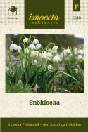 Snöklocka, Vita, hängande klockor med gulgröna kantfläckar och bandlika blad. 