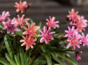 Lewisia 'Little Plum', stjärnformade blommor i nyanser av rosa, korall och aprikos, alla med mörk ådring.